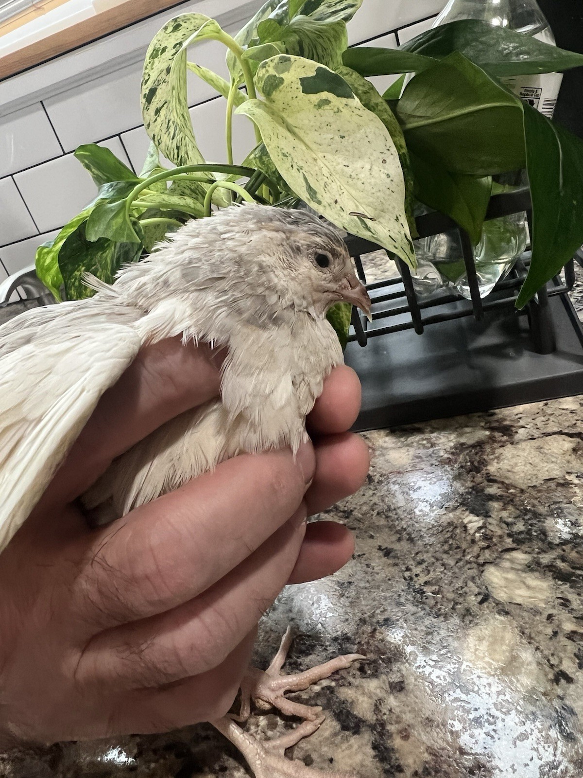 32+4 extra Jumbo Coturnix Quail Hatching Eggs( Brown, Tuxedo, Cinnamon, White )